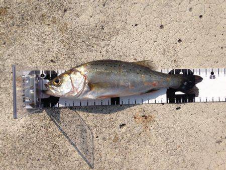 マゴチ、セイゴ。