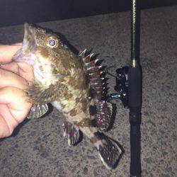 ナイトフィッシング！！ガシメバリング！！