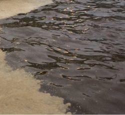 シーバス狙いも不発…