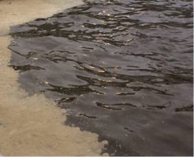 シーバス狙いも不発…