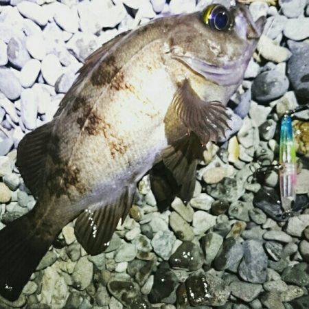 プラッキングメバル