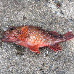 イカ、釣れません