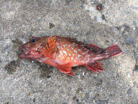 イカ、釣れません