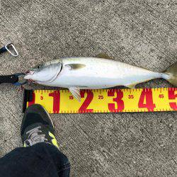 なんと真鯛が( ゚д゚)