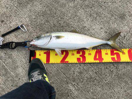 なんと真鯛が( ゚д゚)