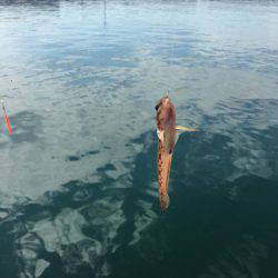 全然釣れないww