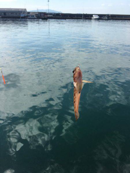 全然釣れないww