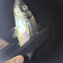 バチアジ＆バチメバルが来た