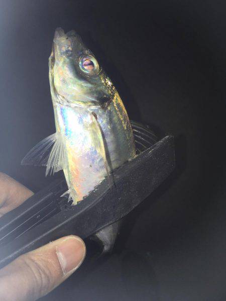 バチアジ＆バチメバルが来た