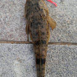 かぶと山公園にて(笑)。