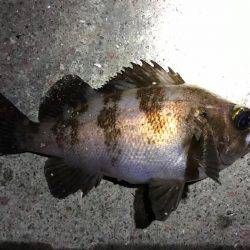 数釣りメバリング