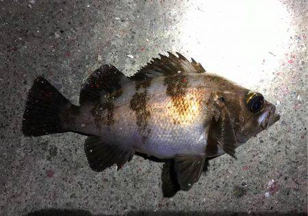 数釣りメバリング