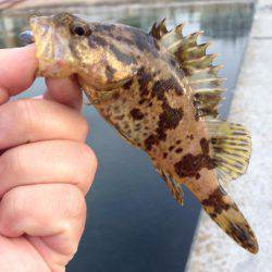 ガシメバリング！！朝まづめ狙い