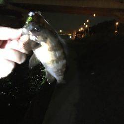 舞洲では初魚種ゲット！