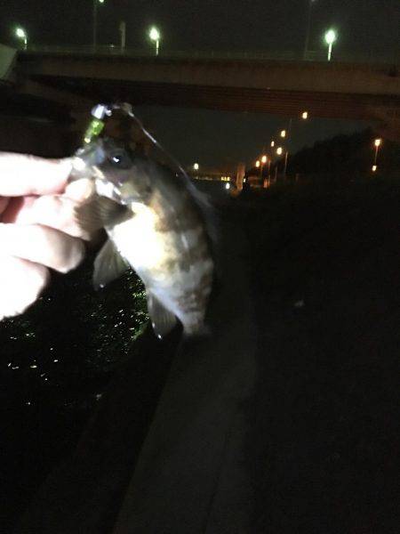 舞洲では初魚種ゲット！