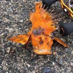 ロックフィッシュ