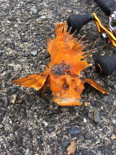 ロックフィッシュ