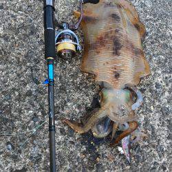 春イカエギング