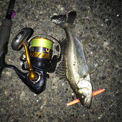 バチがおらへーん