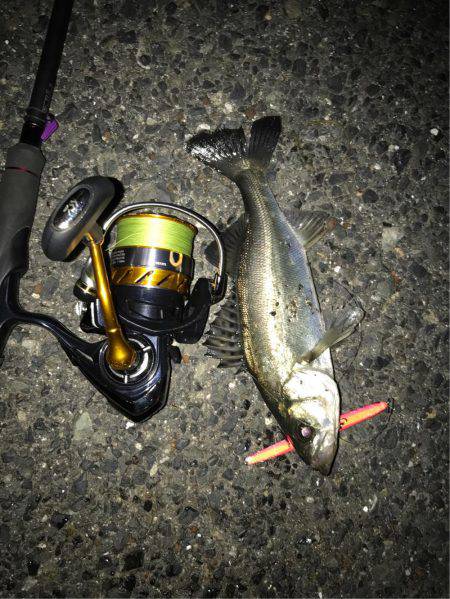 バチがおらへーん