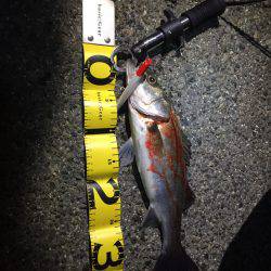 霞エリアシーバス