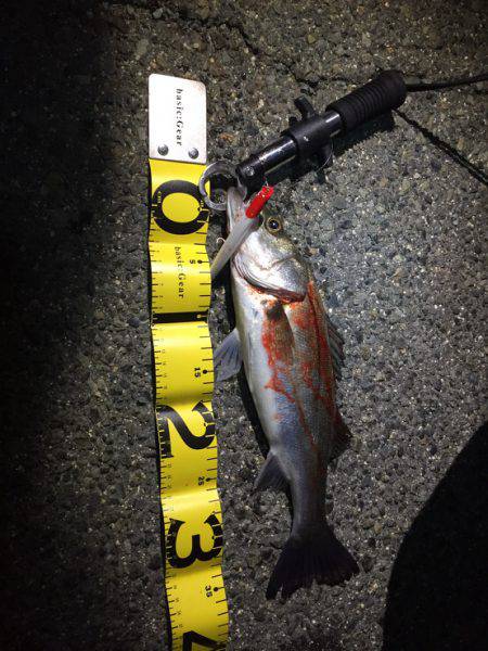 霞エリアシーバス