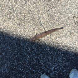 ハマチを釣りに行ったものの。。。