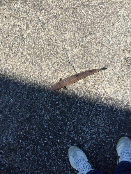 ハマチを釣りに行ったものの。。。