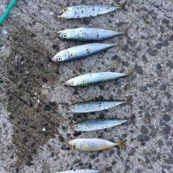 本日の釣果報告です！