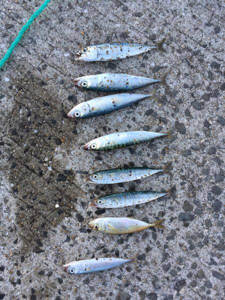 本日の釣果報告です！