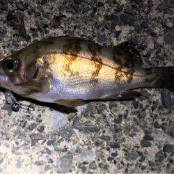 爆釣ポイント探し！