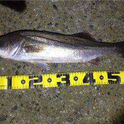 バチ抜けから乗り換え!