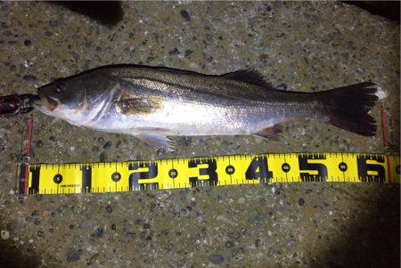 バチ抜けから乗り換え!