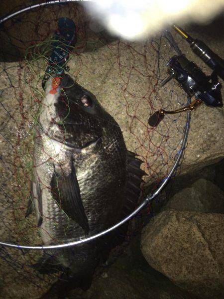 アジングタックルでチニング年なし