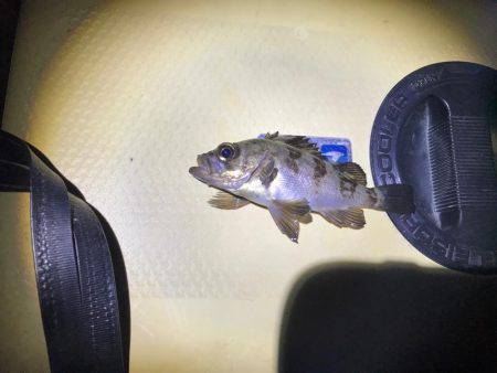 メバルのサイズ小さめ、少し肌寒い中