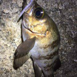 メバリング好調