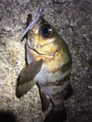 メバリング好調