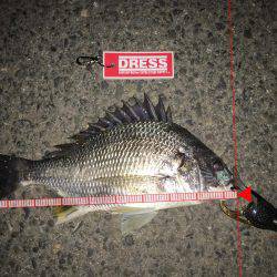 いきなり鱗つけ成功！