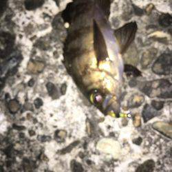 メバリングのち初海上釣り堀