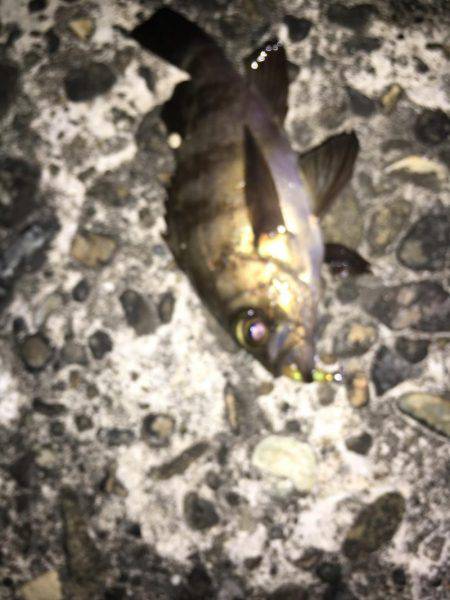 メバリングのち初海上釣り堀