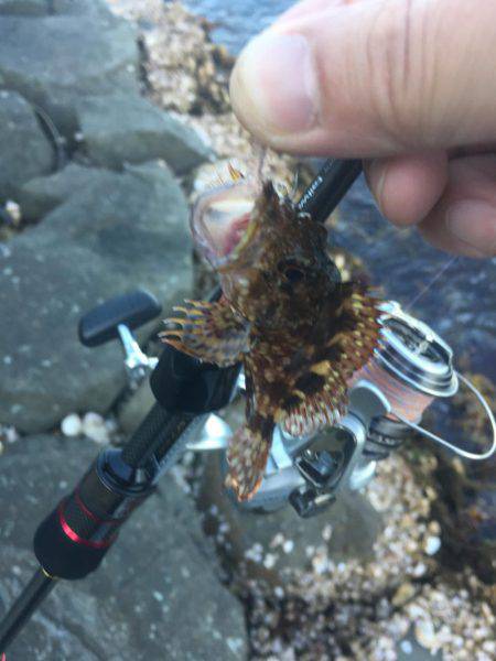 ロックフィッシュ