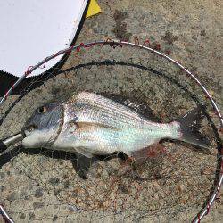 田辺で紀州釣り