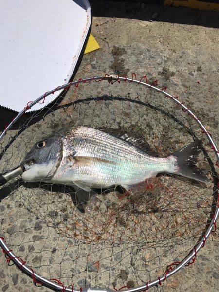 田辺で紀州釣り