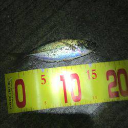 初、アジングに挑戦