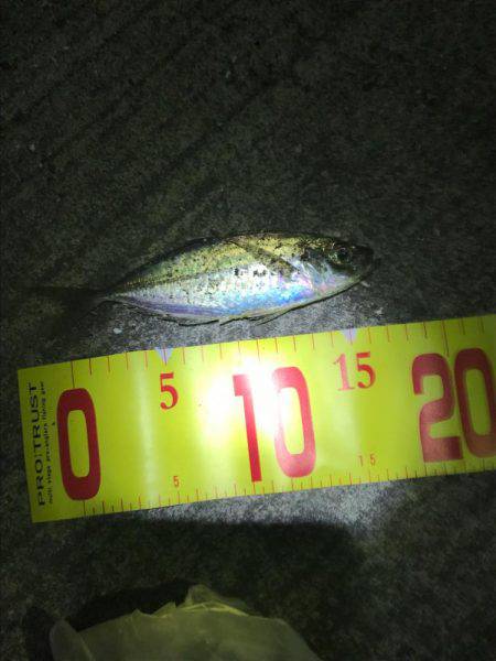 初、アジングに挑戦