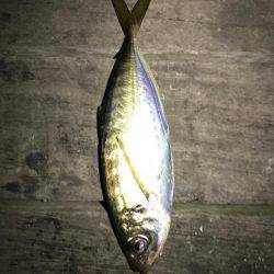 豆アジングで爆釣！