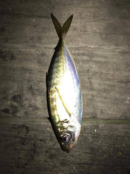 豆アジングで爆釣！