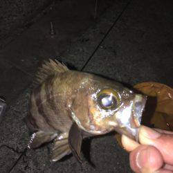 自作フロート炸裂！