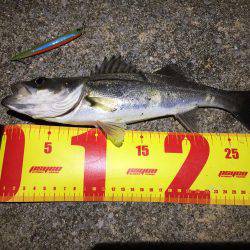 バチパターンシーバス