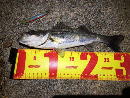 バチパターンシーバス